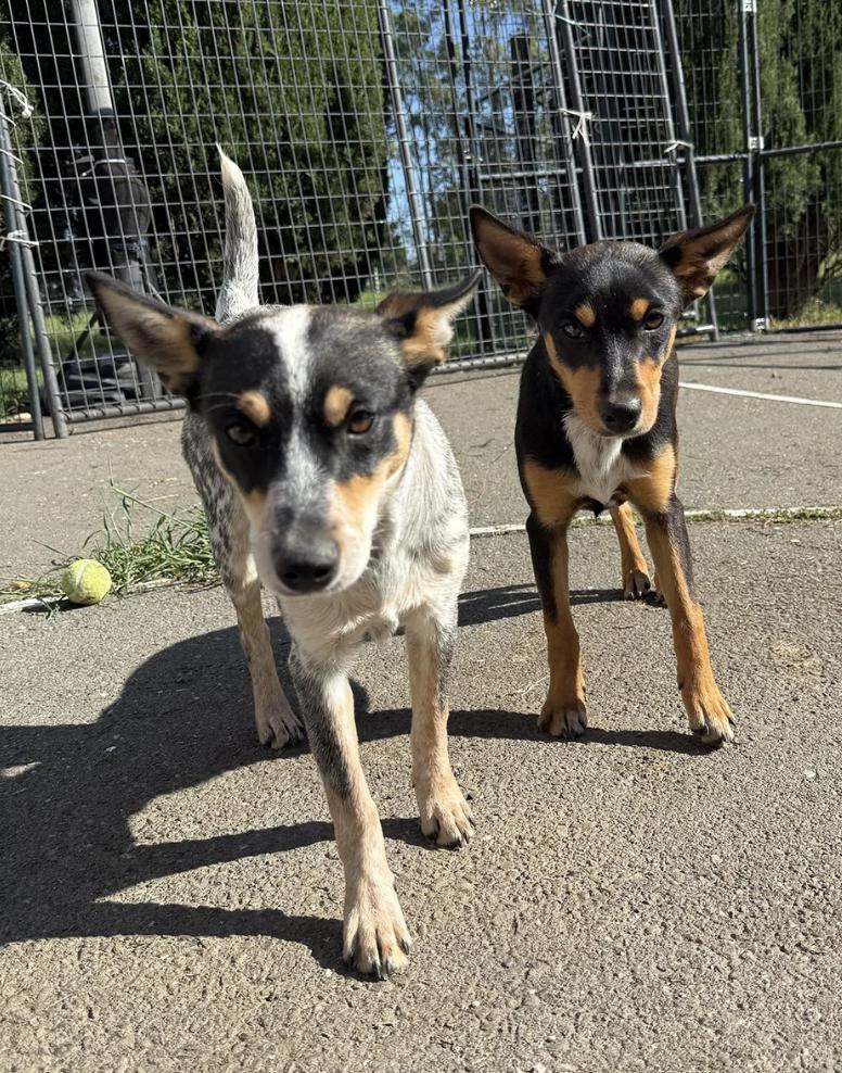 Enlarge Molly, a ADOPTABLE mixed breed in Davis, CA image 4/4