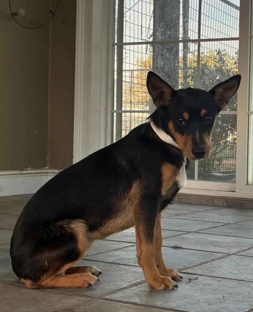 Enlarge Molly, a ADOPTABLE mixed breed in Davis, CA image 2/4