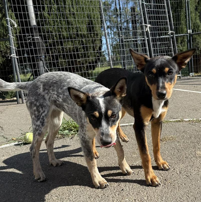 Enlarge Molly, a ADOPTABLE mixed breed in Davis, CA image 3/4