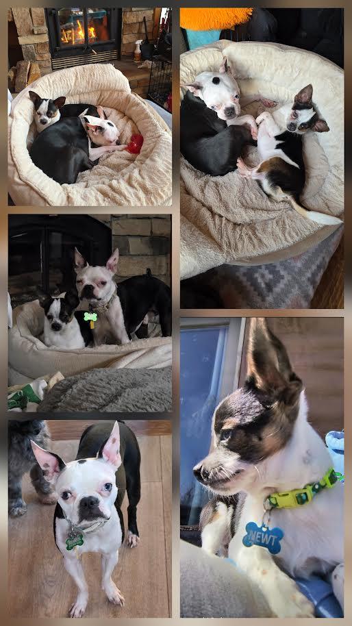 Seamus and Newt (bonded pair)