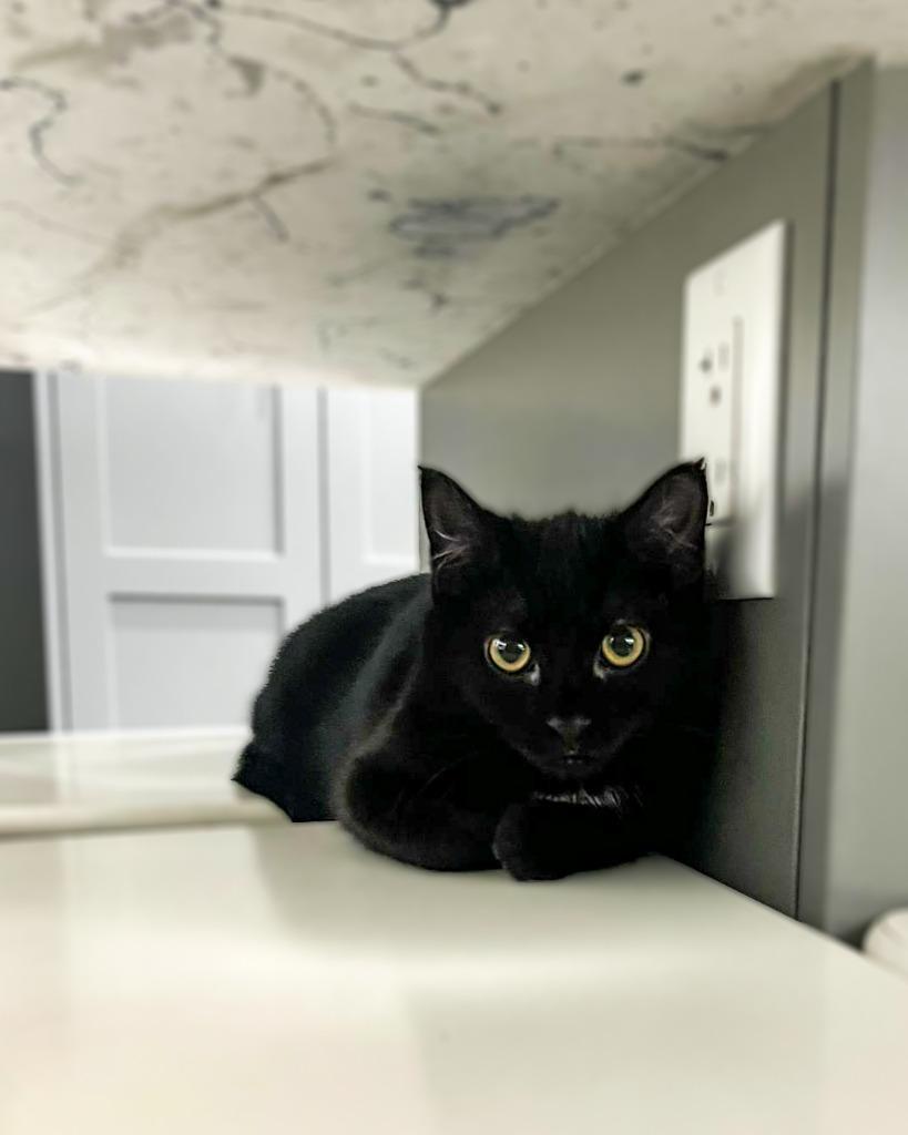 Enlarge Henessey, a Adoptable mixed breed in Calgary, AB image 1/6
