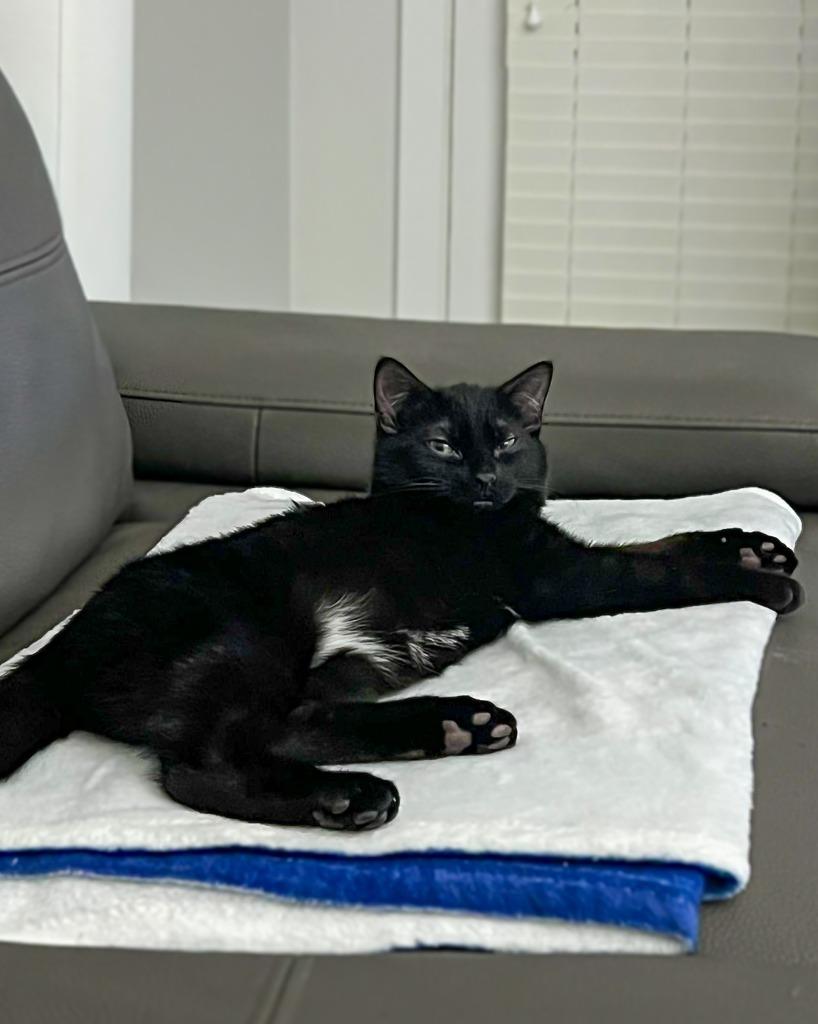 Enlarge Henessey, a Adoptable mixed breed in Calgary, AB image 3/6