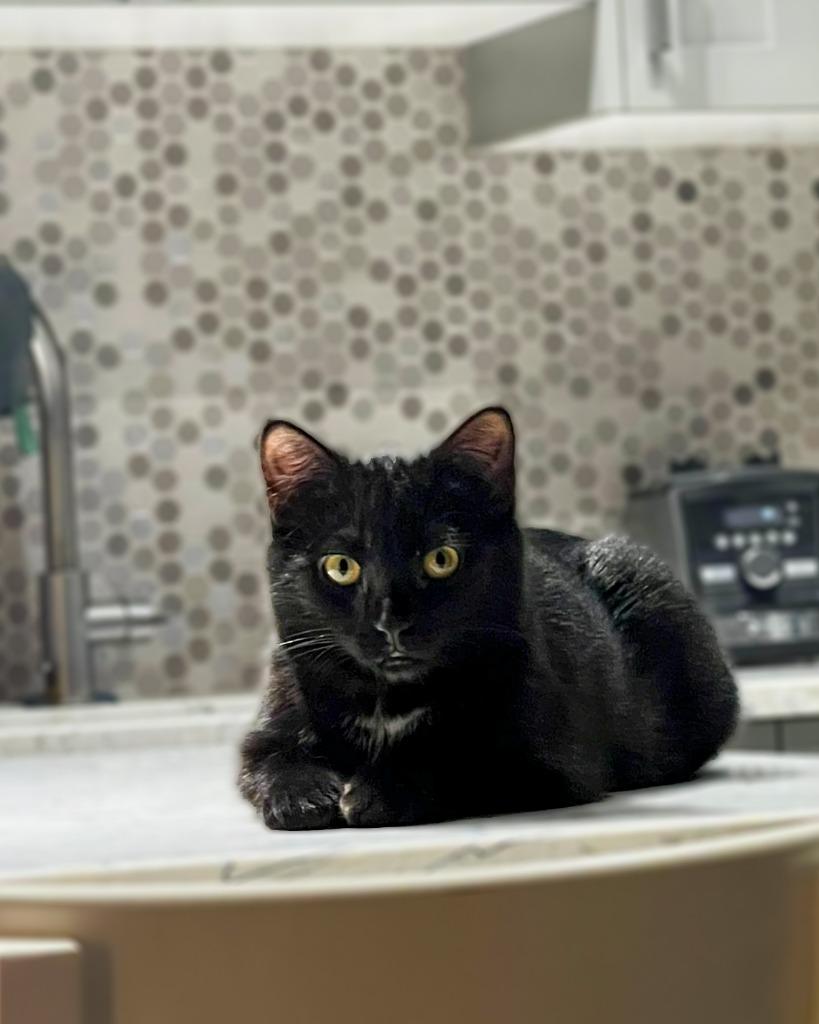 Enlarge Henessey, a Adoptable mixed breed in Calgary, AB image 4/6