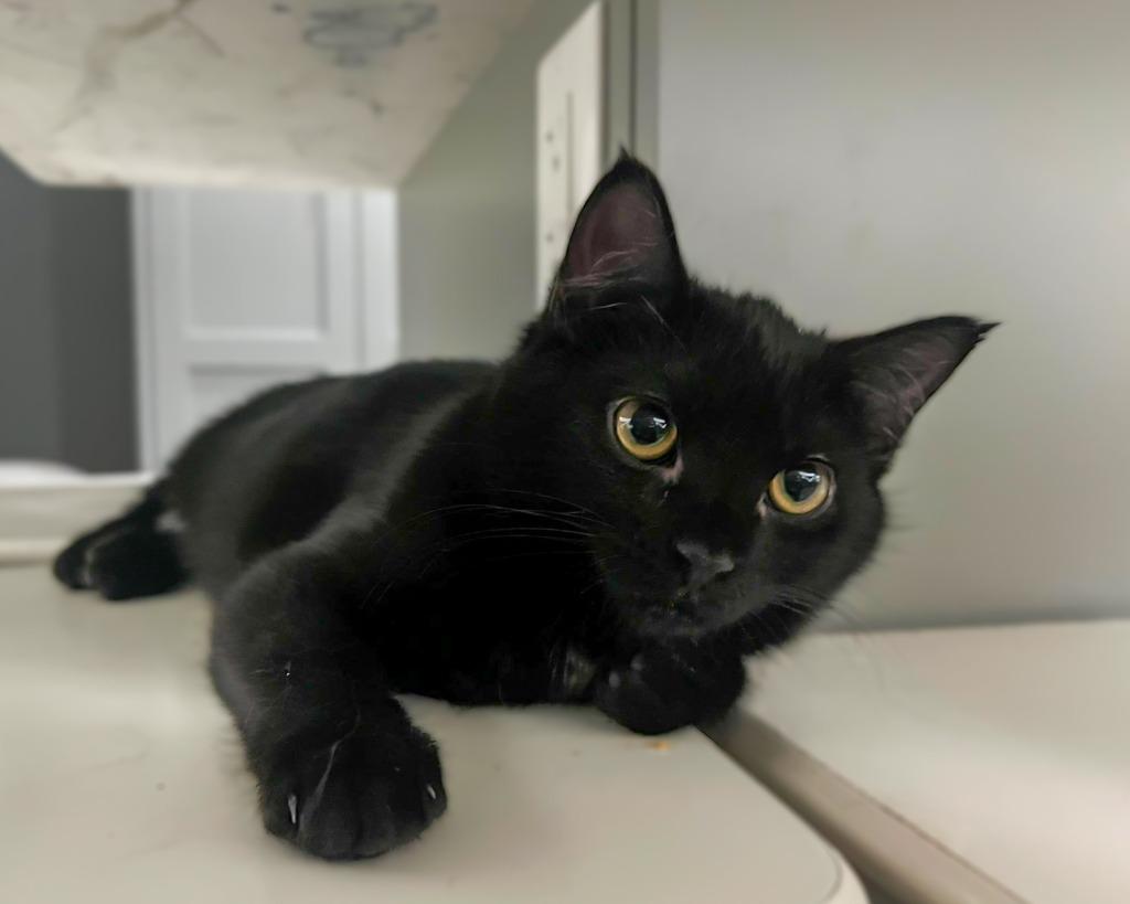 Enlarge Henessey, a Adoptable mixed breed in Calgary, AB image 5/6