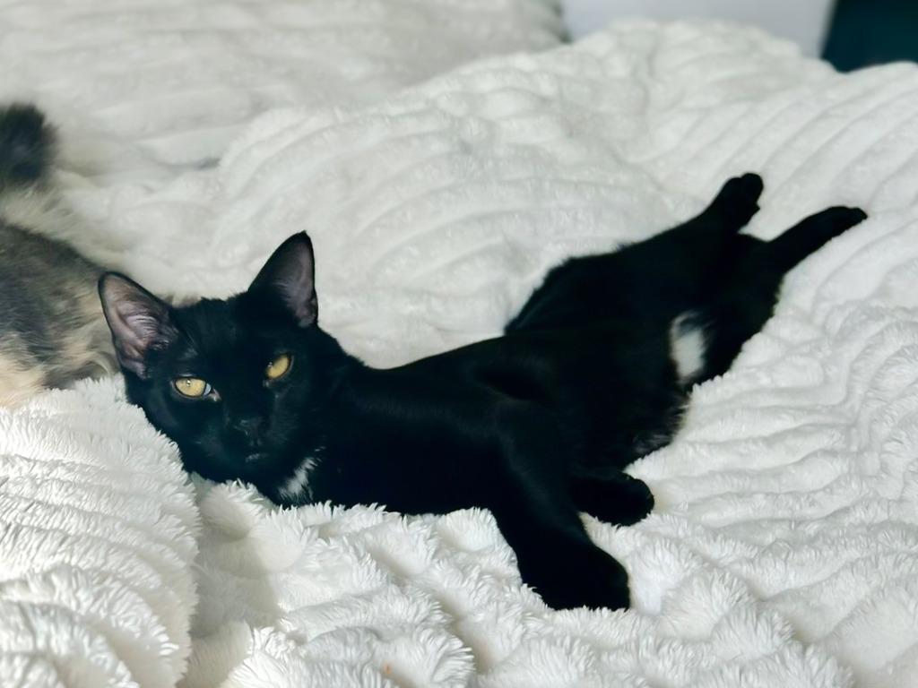 Enlarge Henessey, a Adoptable mixed breed in Calgary, AB image 6/6