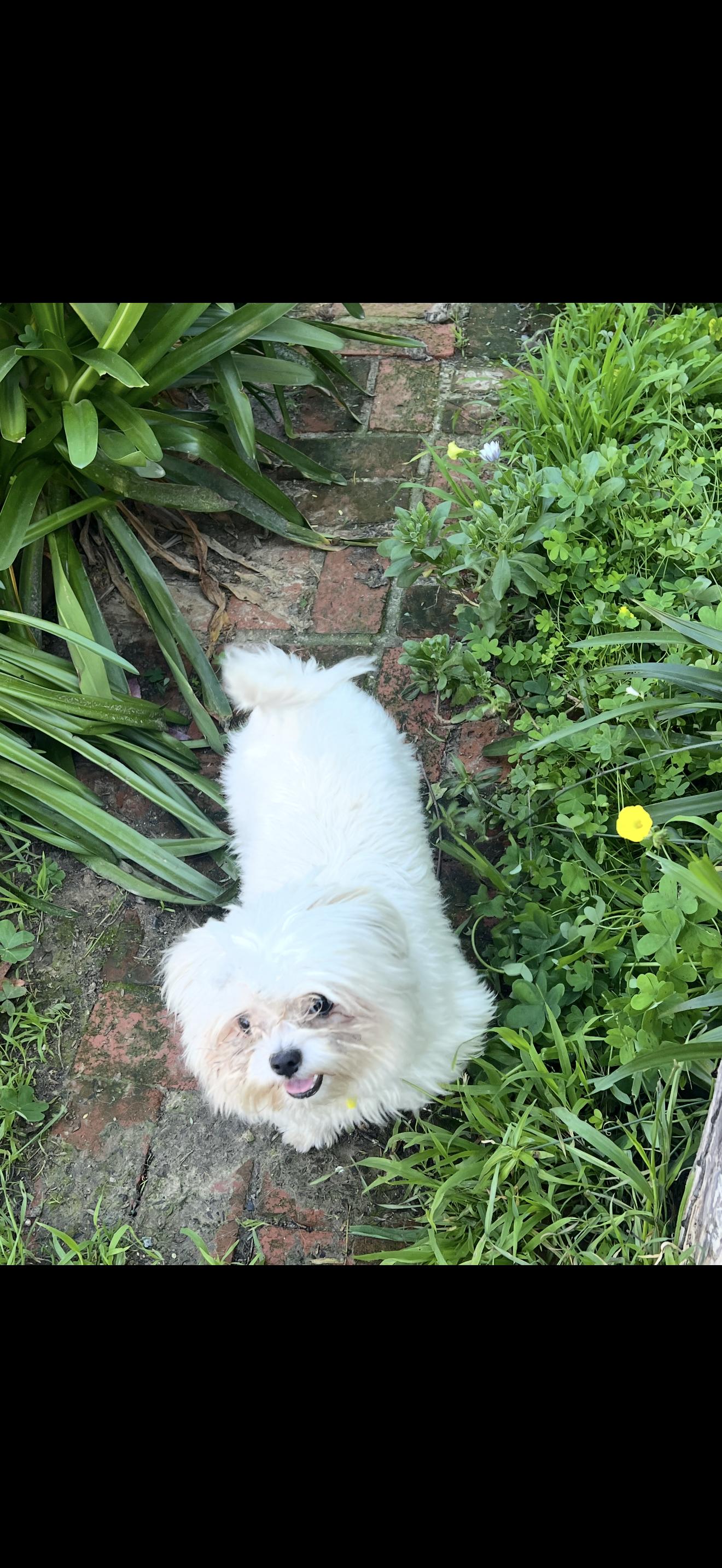 Enlarge Bear - The Sweet Pup , an adopted Maltese in Anaheim, CA image 5/6