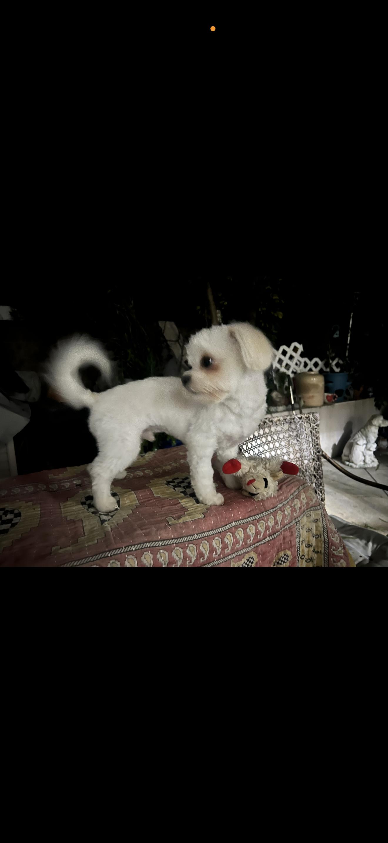 Enlarge Bear - The Sweet Pup , an adopted Maltese in Anaheim, CA image 6/6