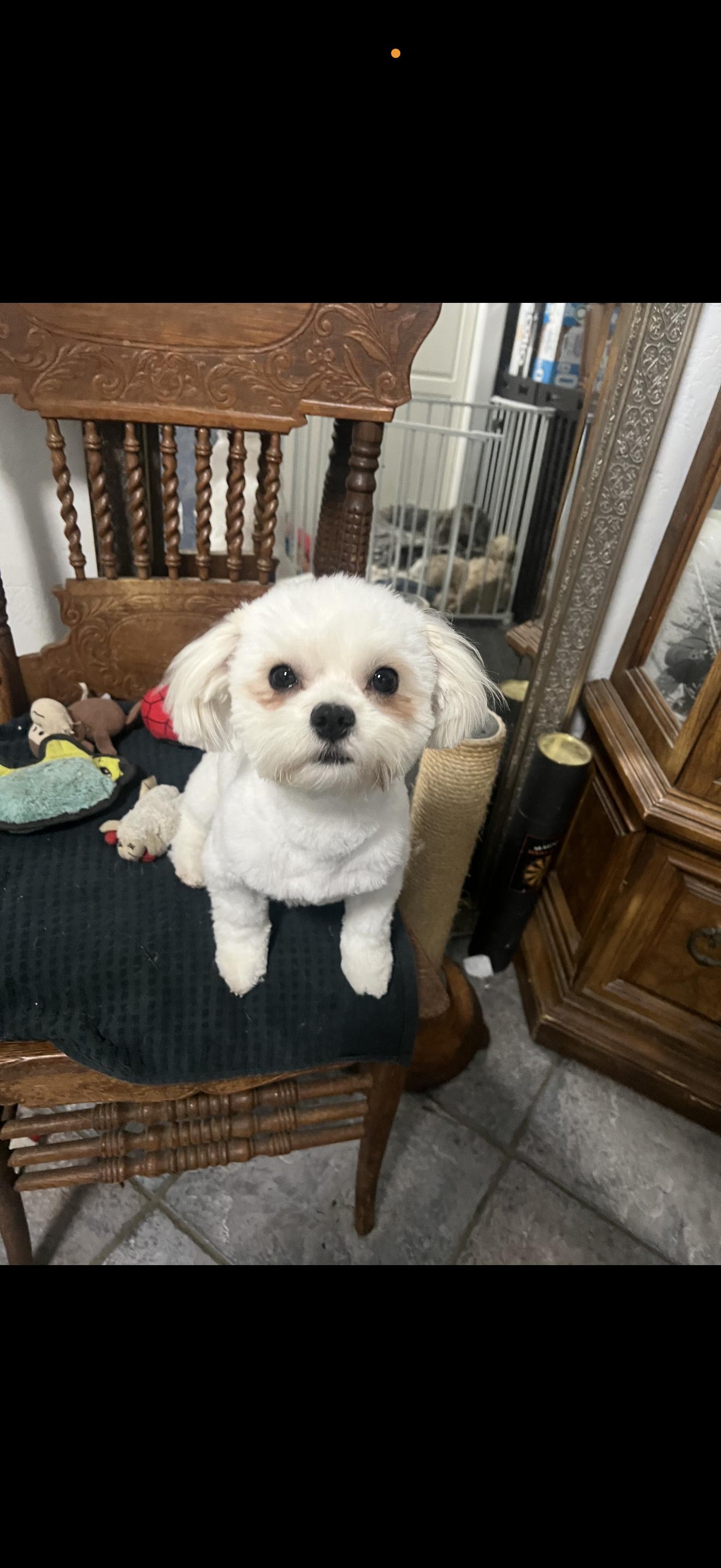 Enlarge Bear - The Sweet Pup , an adopted Maltese in Anaheim, CA image 1/6