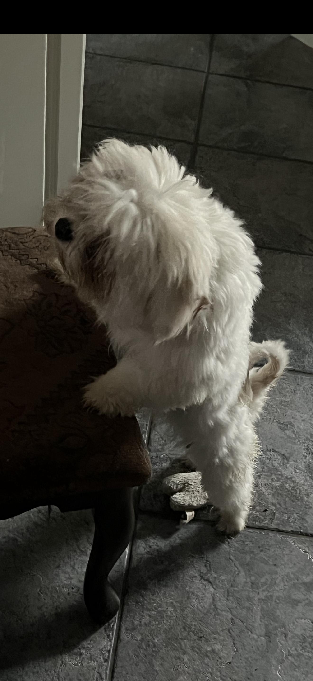 Enlarge Bear - The Sweet Pup , a ADOPTABLE Maltese in Anaheim, CA image 2/2