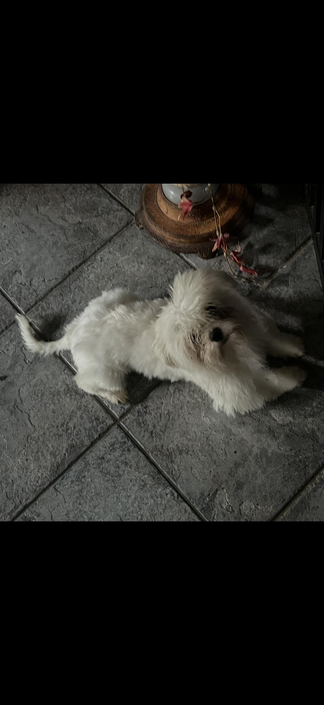 Bear - The Sweet Pup , ADOPTABLE, Young Male Maltese.