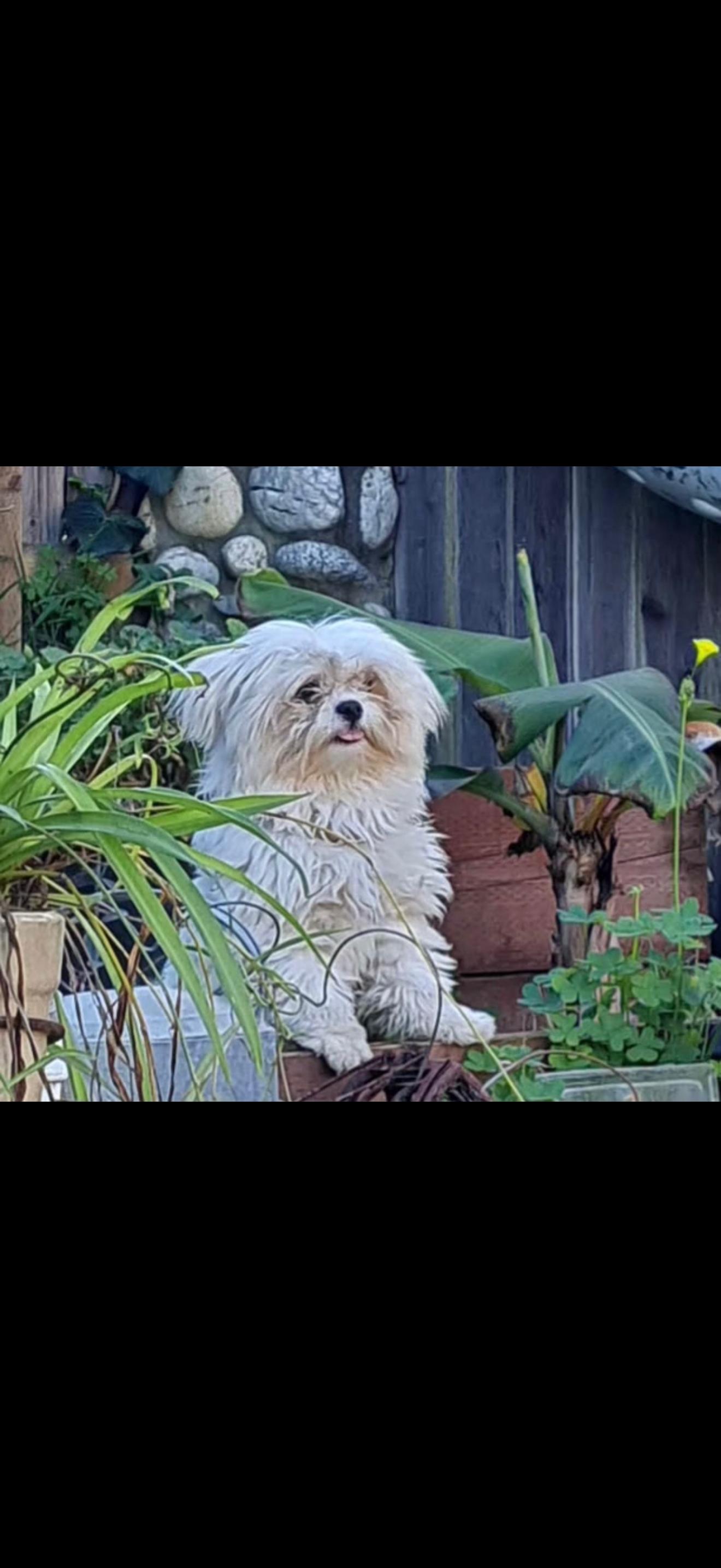 Enlarge Bear - The Sweet Pup , an adopted Maltese in Anaheim, CA image 2/6