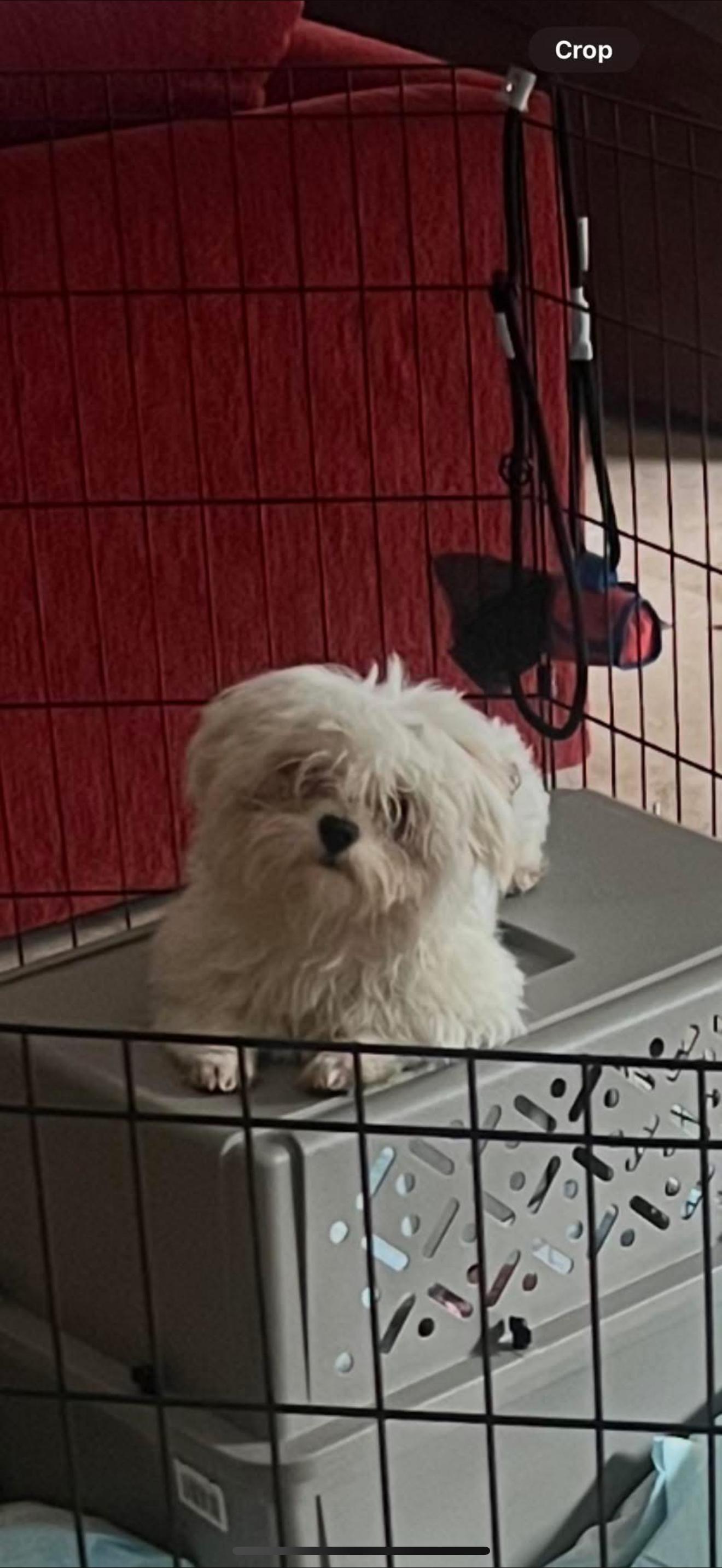 Bear - The Sweet Pup , ADOPTABLE, Young Male Maltese.