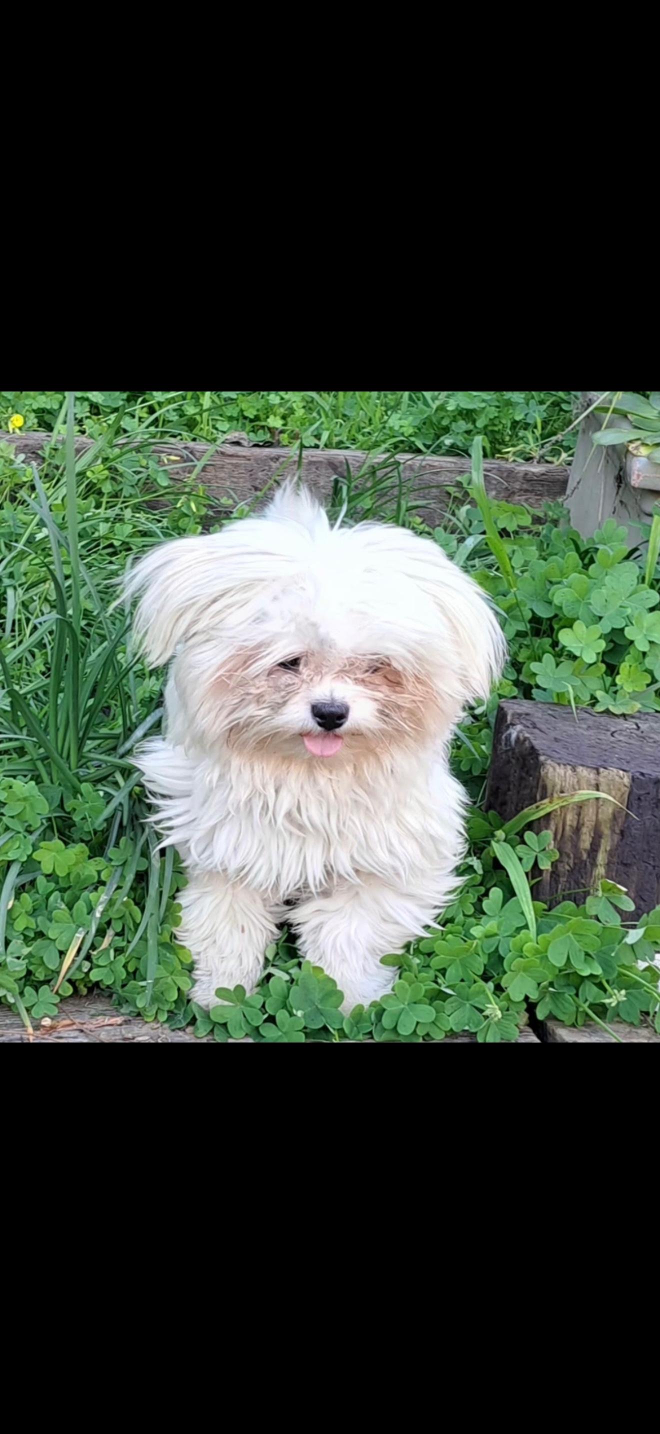 Enlarge Bear - The Sweet Pup , an adopted Maltese in Anaheim, CA image 4/6