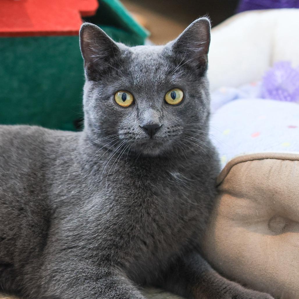 Kit Kat — thumbnail 3