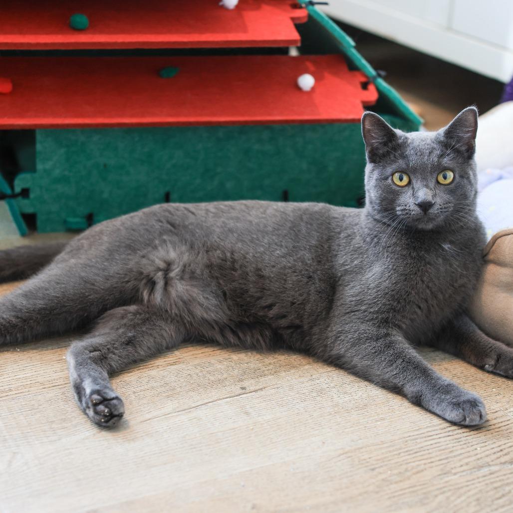 Kit Kat — thumbnail 4