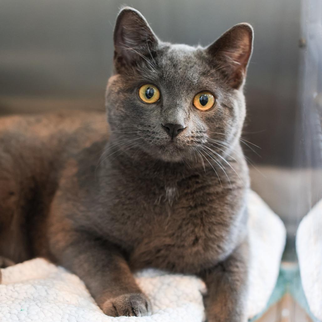 Kit Kat — thumbnail 5