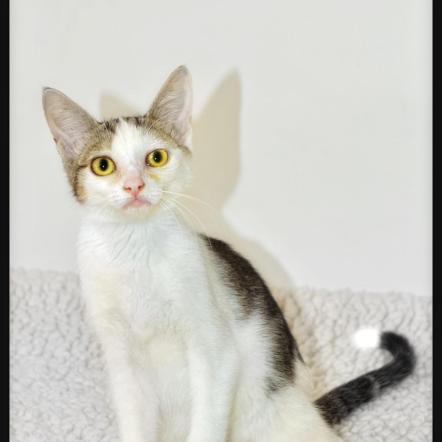 Enlarge Virginia, a ADOPTABLE mixed breed in San Andreas, CA image 1/1