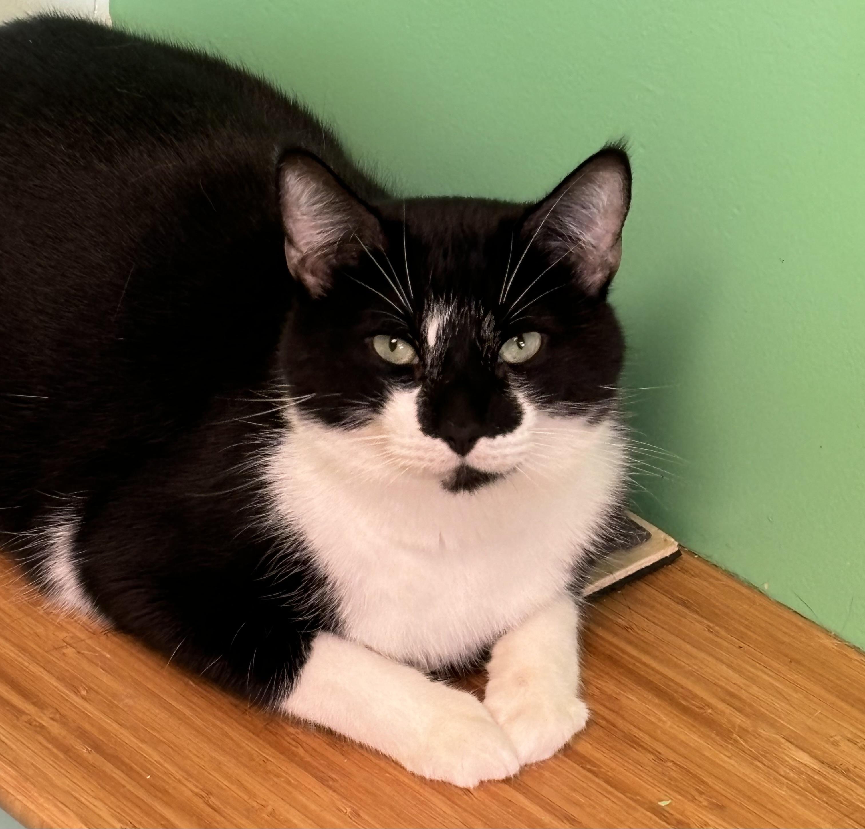 Garth, Adopted, Adult Male Domestic Short Hair.