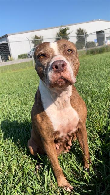 LORNA, Adoptable, Senior Female Labrador Retriever.