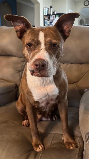 LORNA, Adoptable, Senior Female Labrador Retriever.
