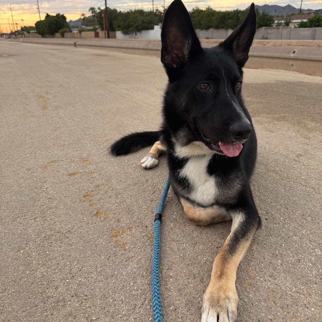 Enlarge Brayson, a Adoptable mixed breed in Apache Junction, AZ image 1/6