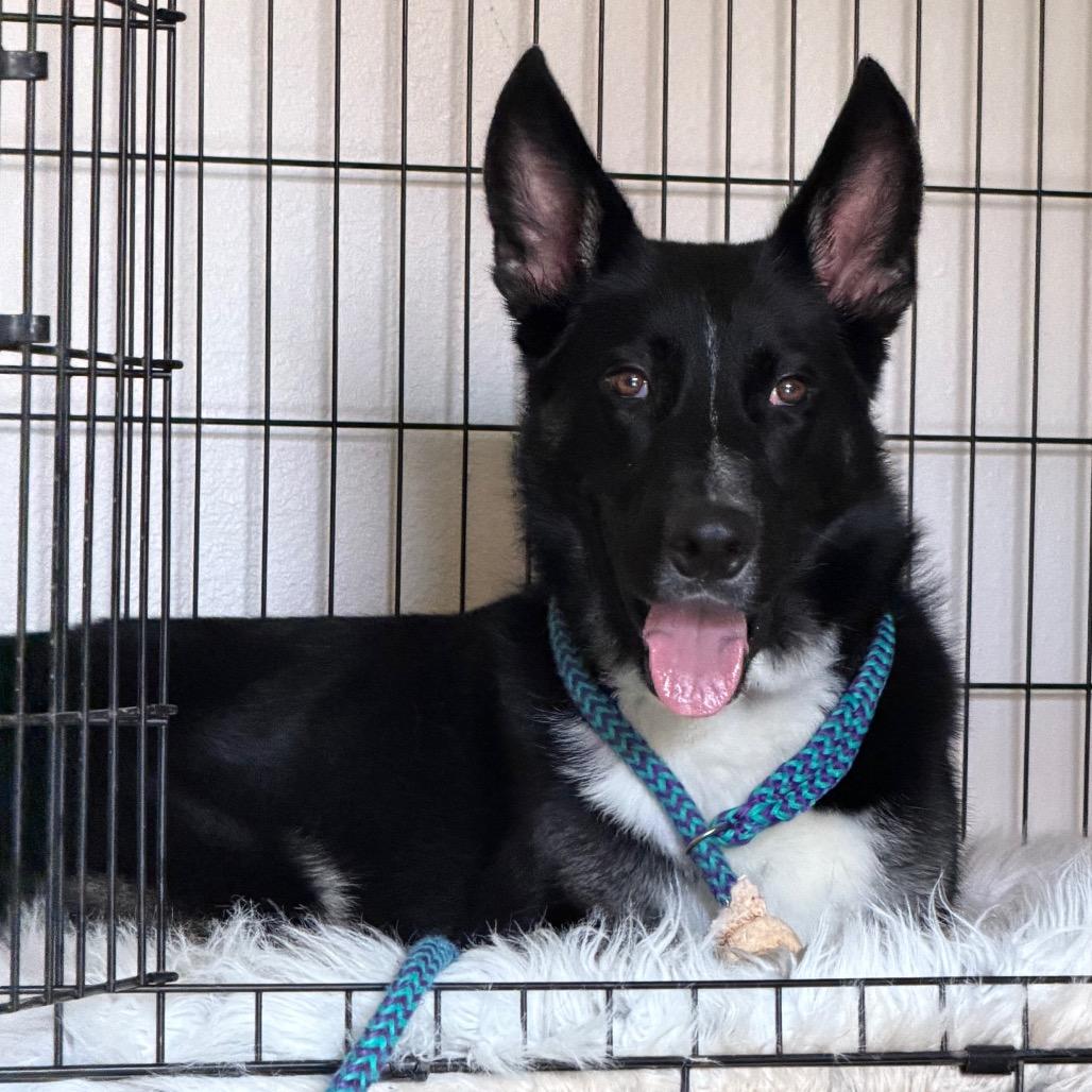 Enlarge Brayson, a Adoptable mixed breed in Apache Junction, AZ image 2/6