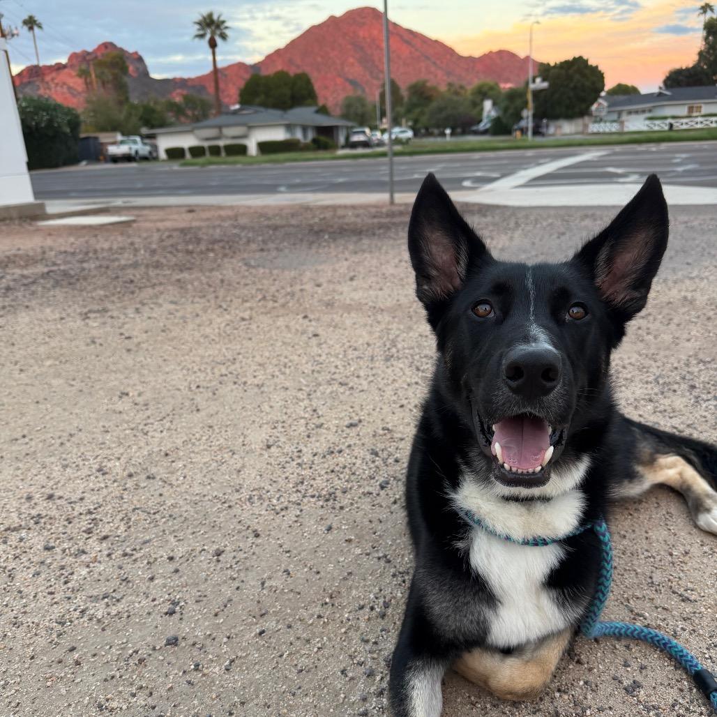 Enlarge Brayson, a Adoptable mixed breed in Apache Junction, AZ image 4/6