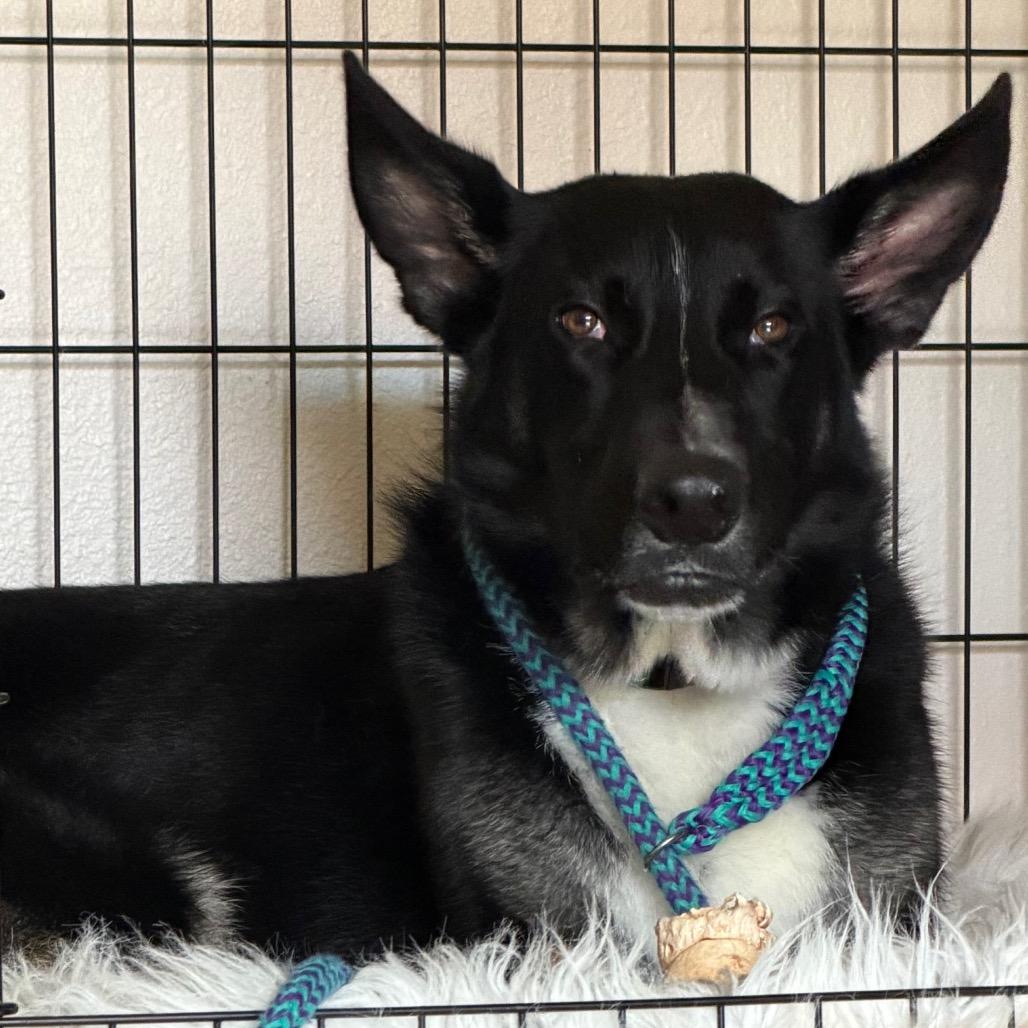 Enlarge Brayson, a Adoptable mixed breed in Apache Junction, AZ image 5/6