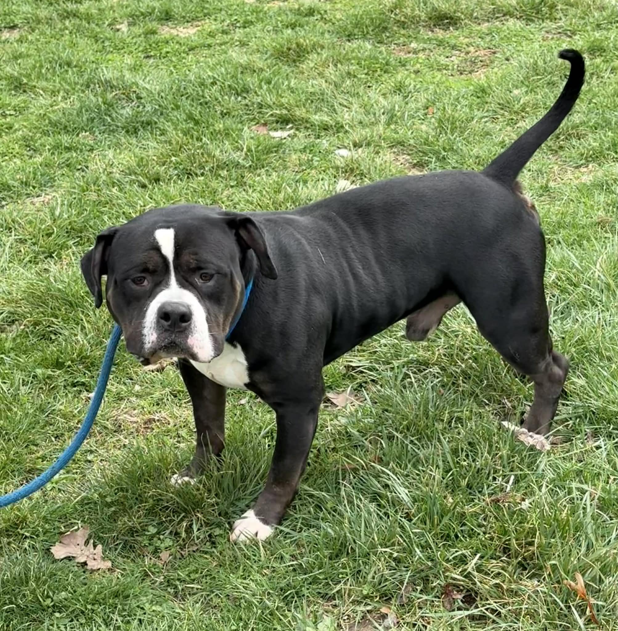 Enlarge Hemi, an adopted mixed breed in Springfield, IL image 4/4