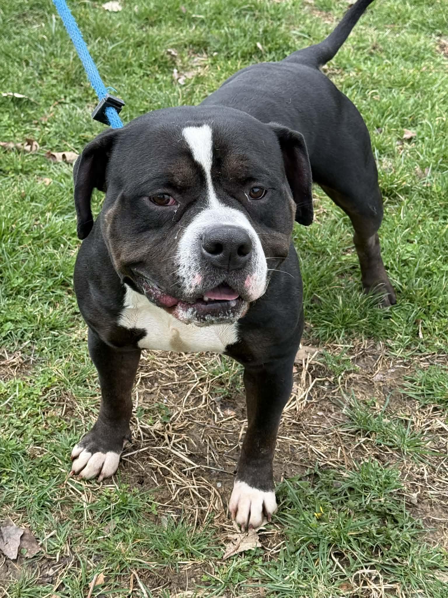 Enlarge Hemi, an adopted mixed breed in Springfield, IL image 3/4