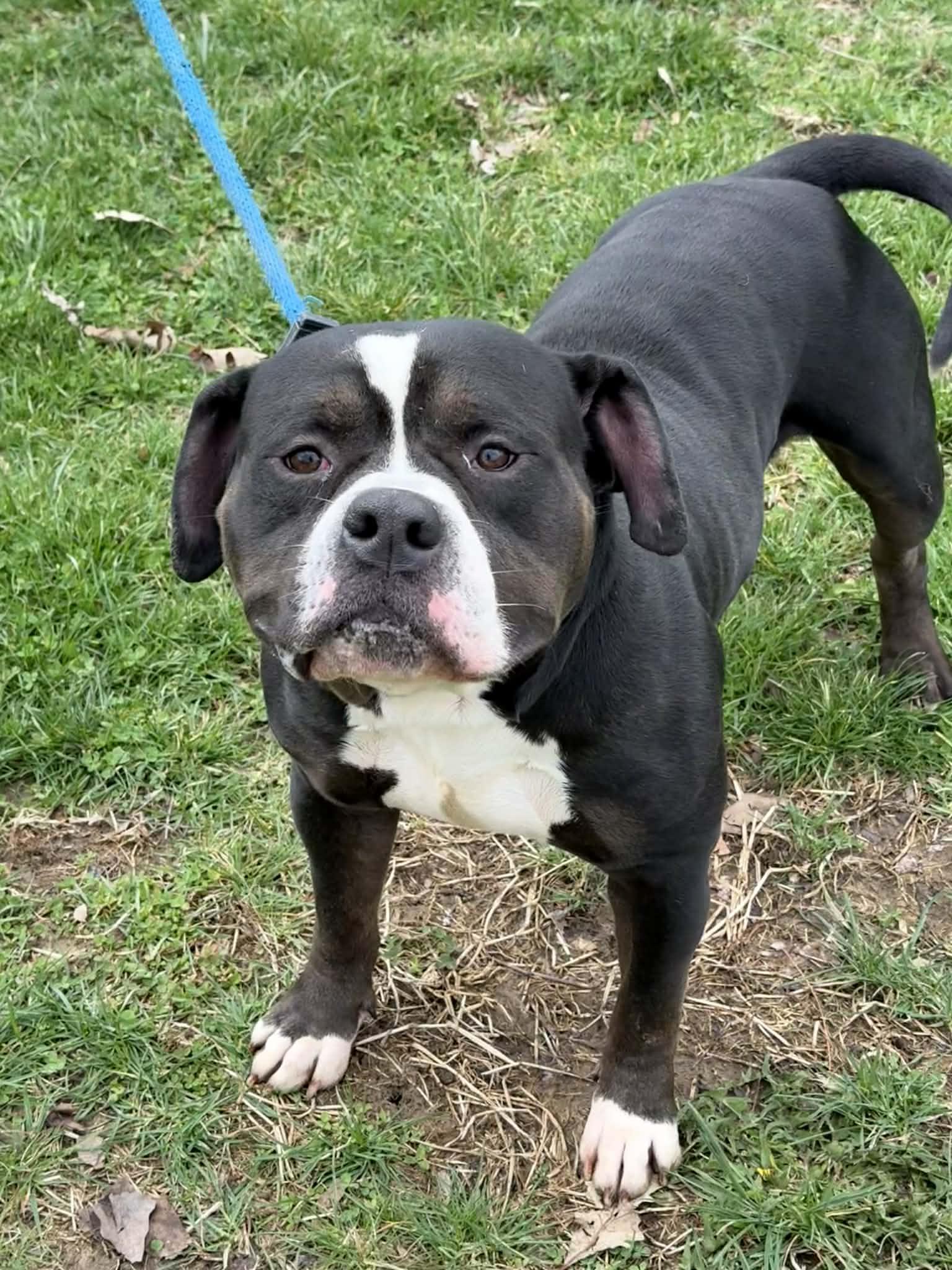 Enlarge Hemi, an adopted mixed breed in Springfield, IL image 2/4