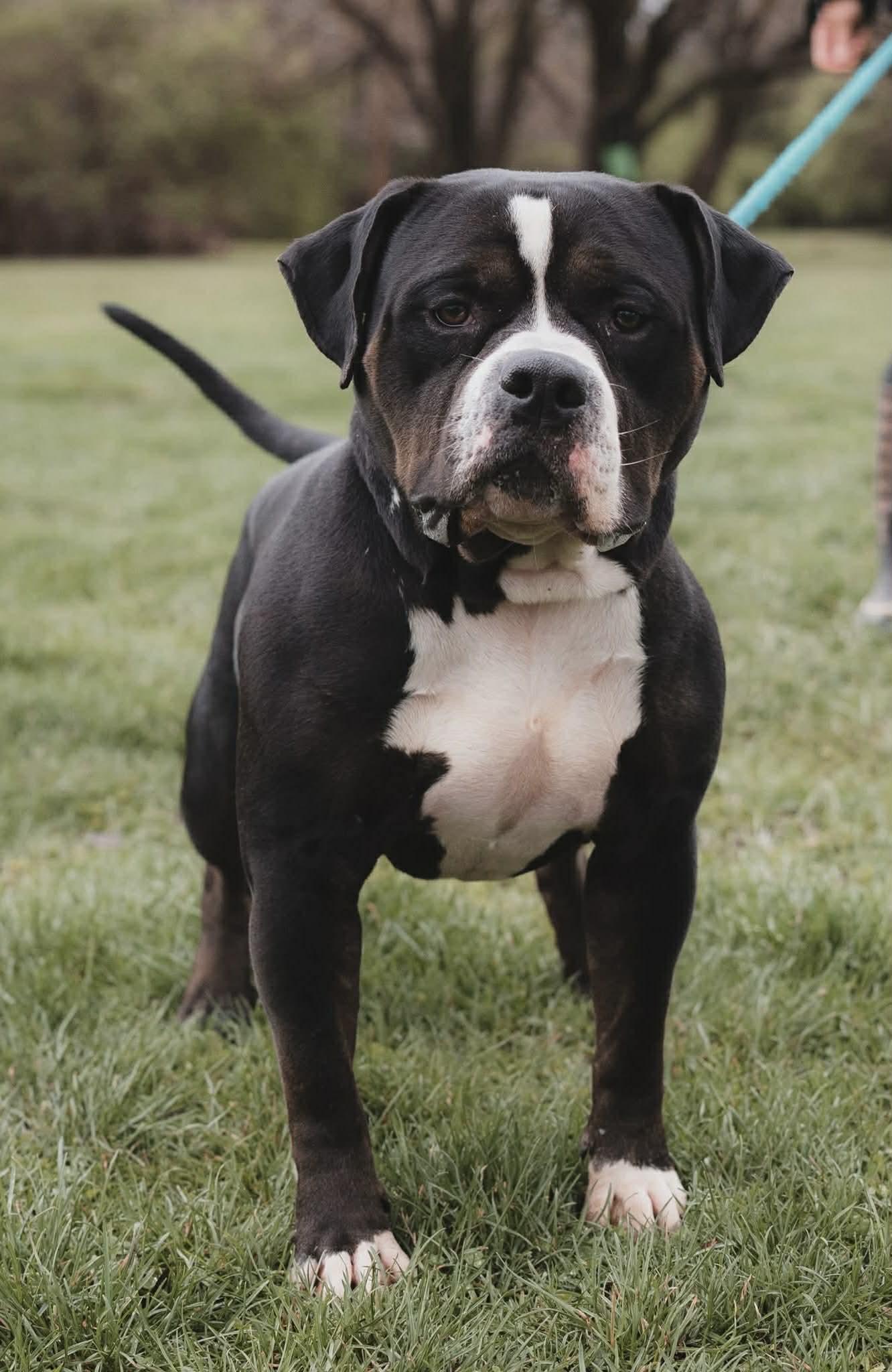 Hemi, adopted, Adult Male Pit Bull Terrier.