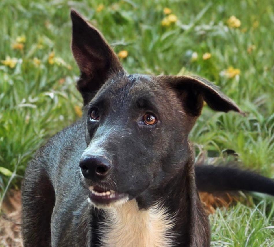 Smokey — thumbnail 4