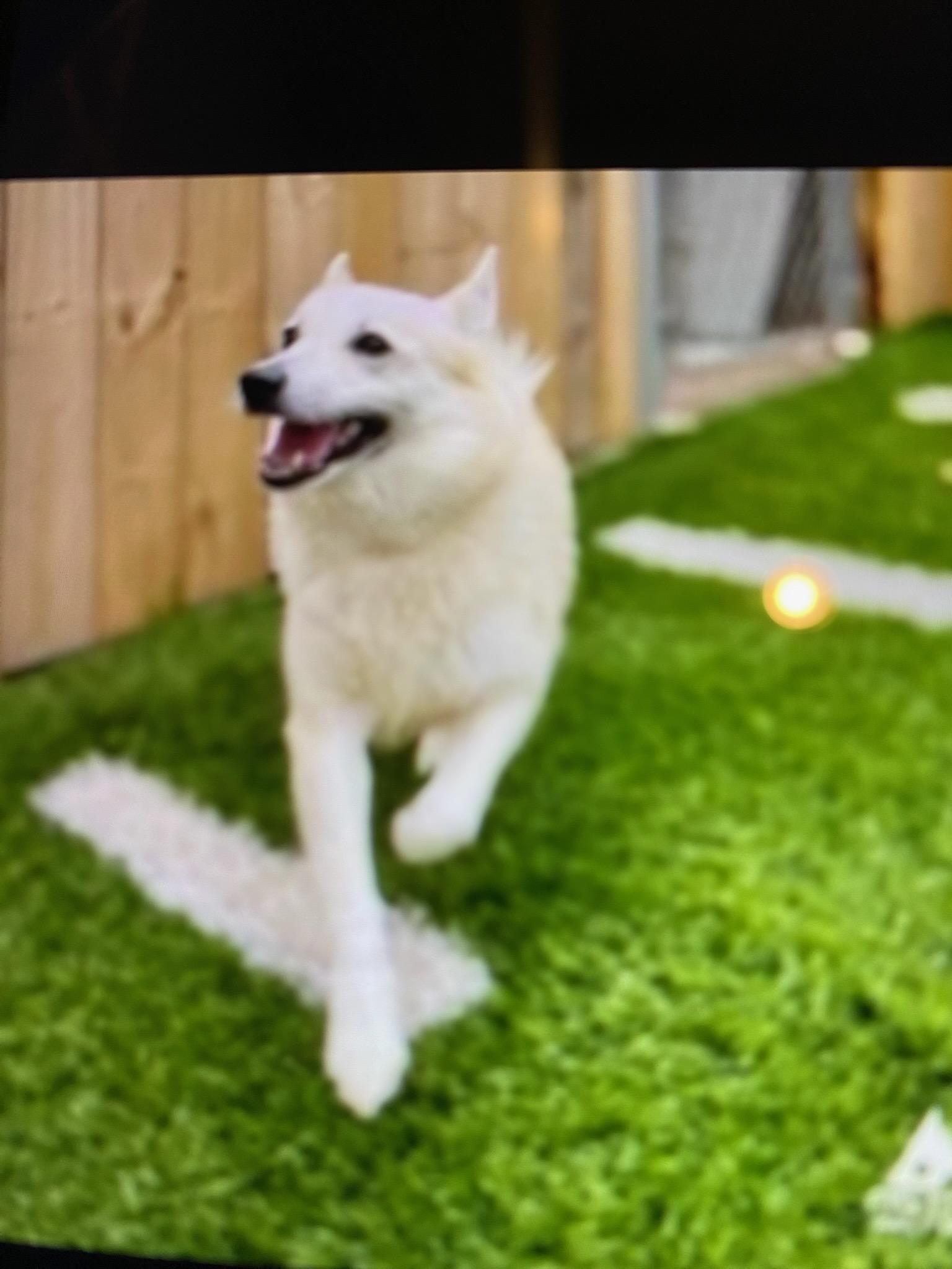 Kate, Adoptable, Adult Female Norwegian Buhund.