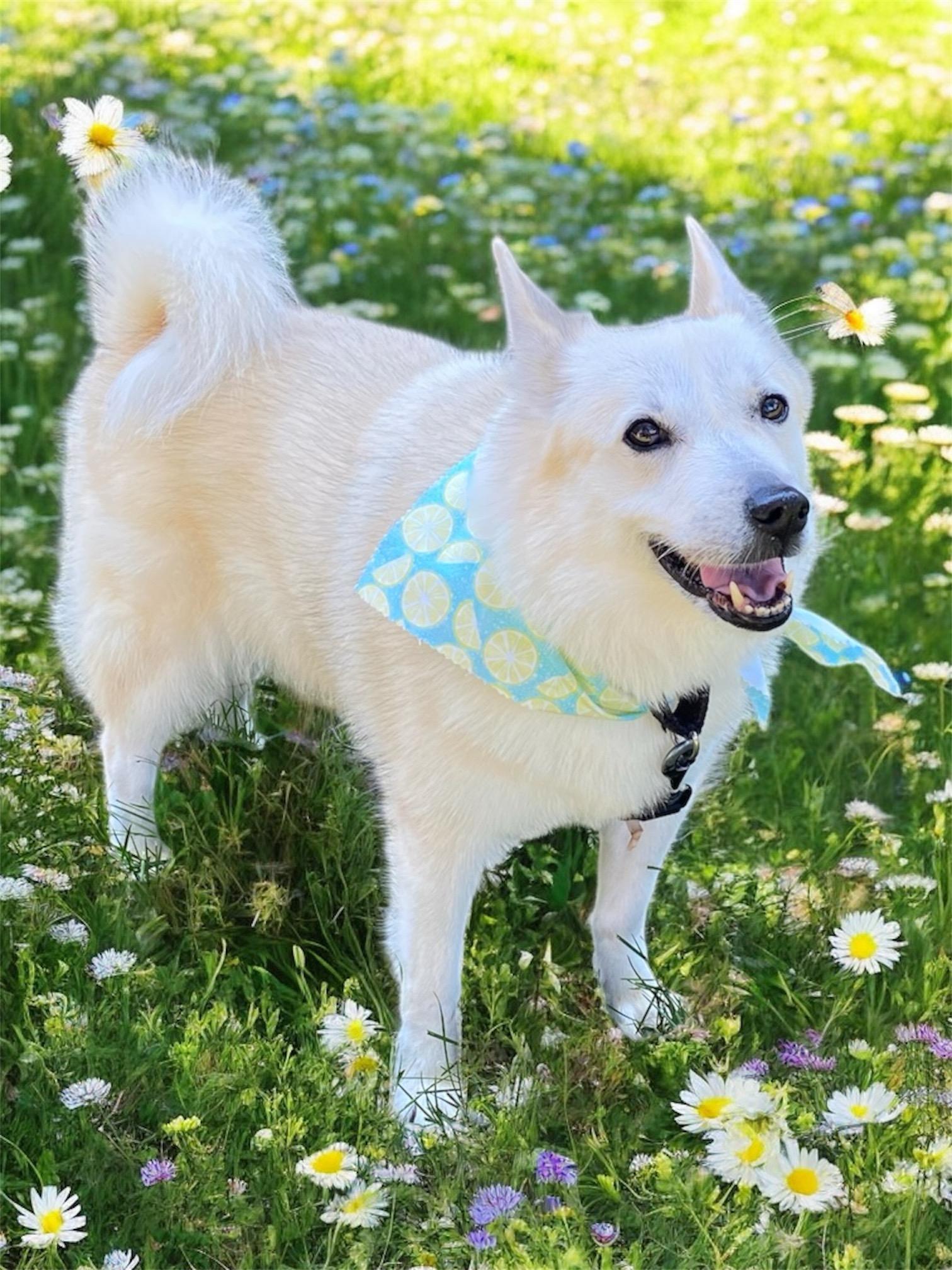 Enlarge Kate, a Adoptable Norwegian Buhund in Greenville, SC image 2/2