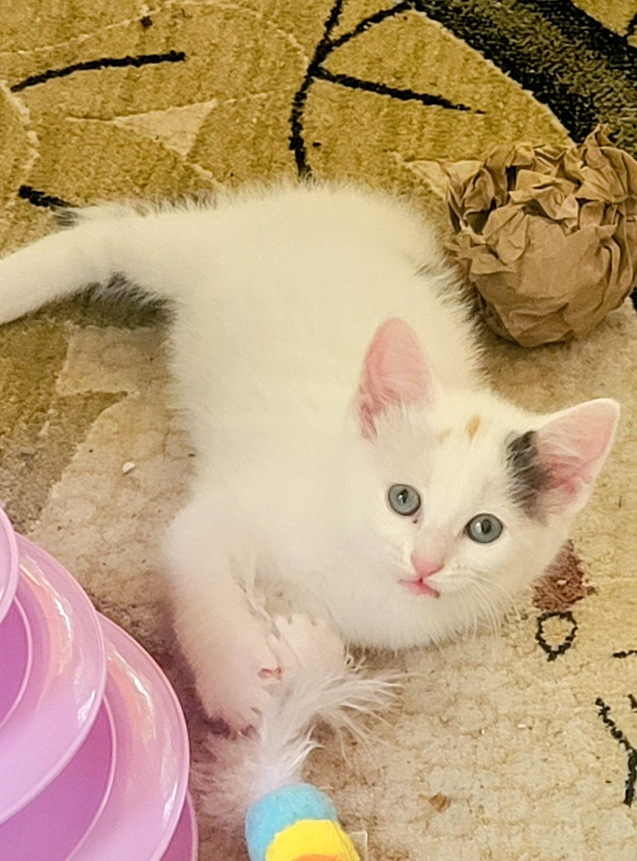 Brie, Baby Female Domestic Short Hair