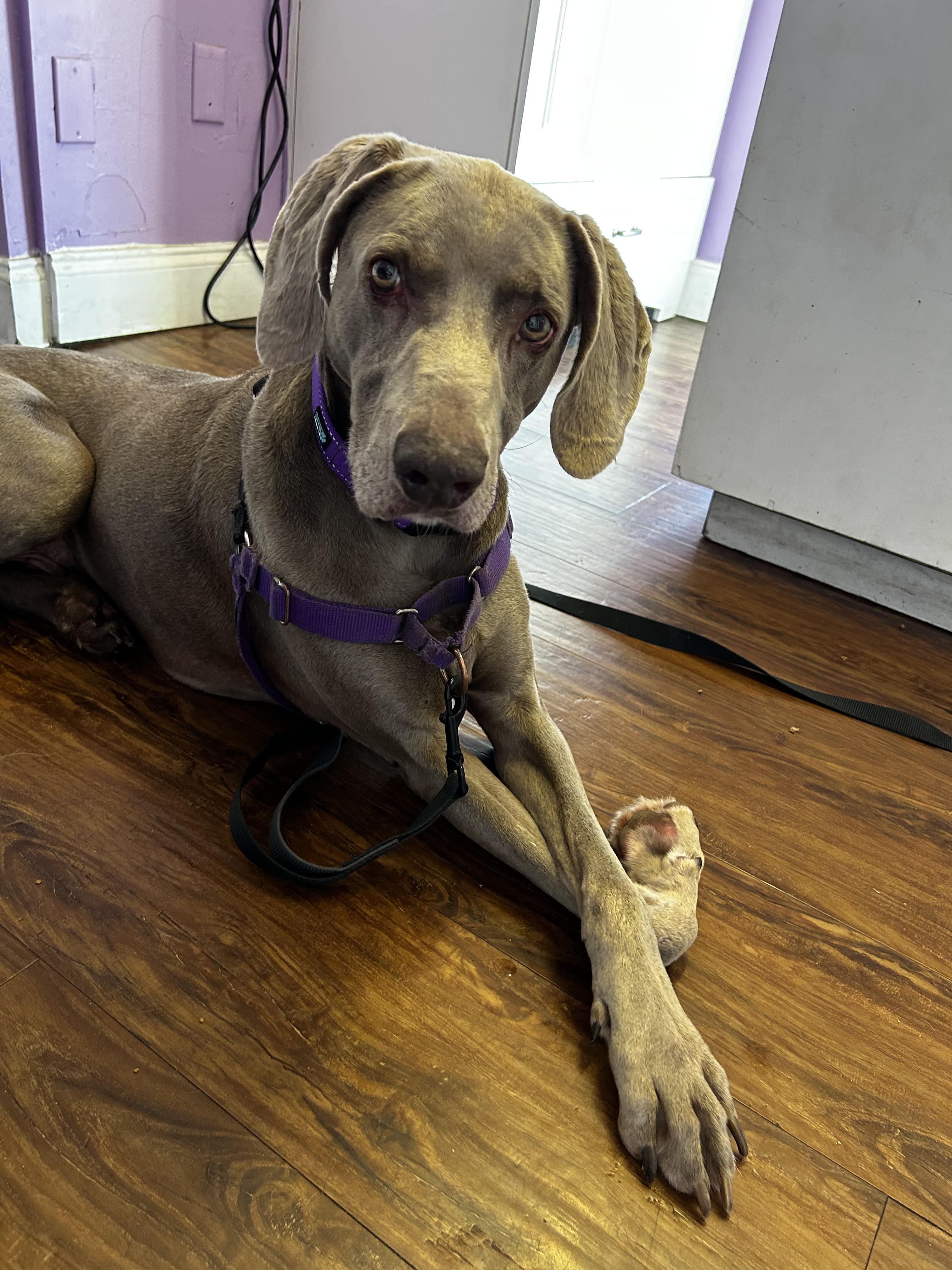 Enlarge Grey, a Adoptable Weimaraner in Birmingham, AL image 1/2