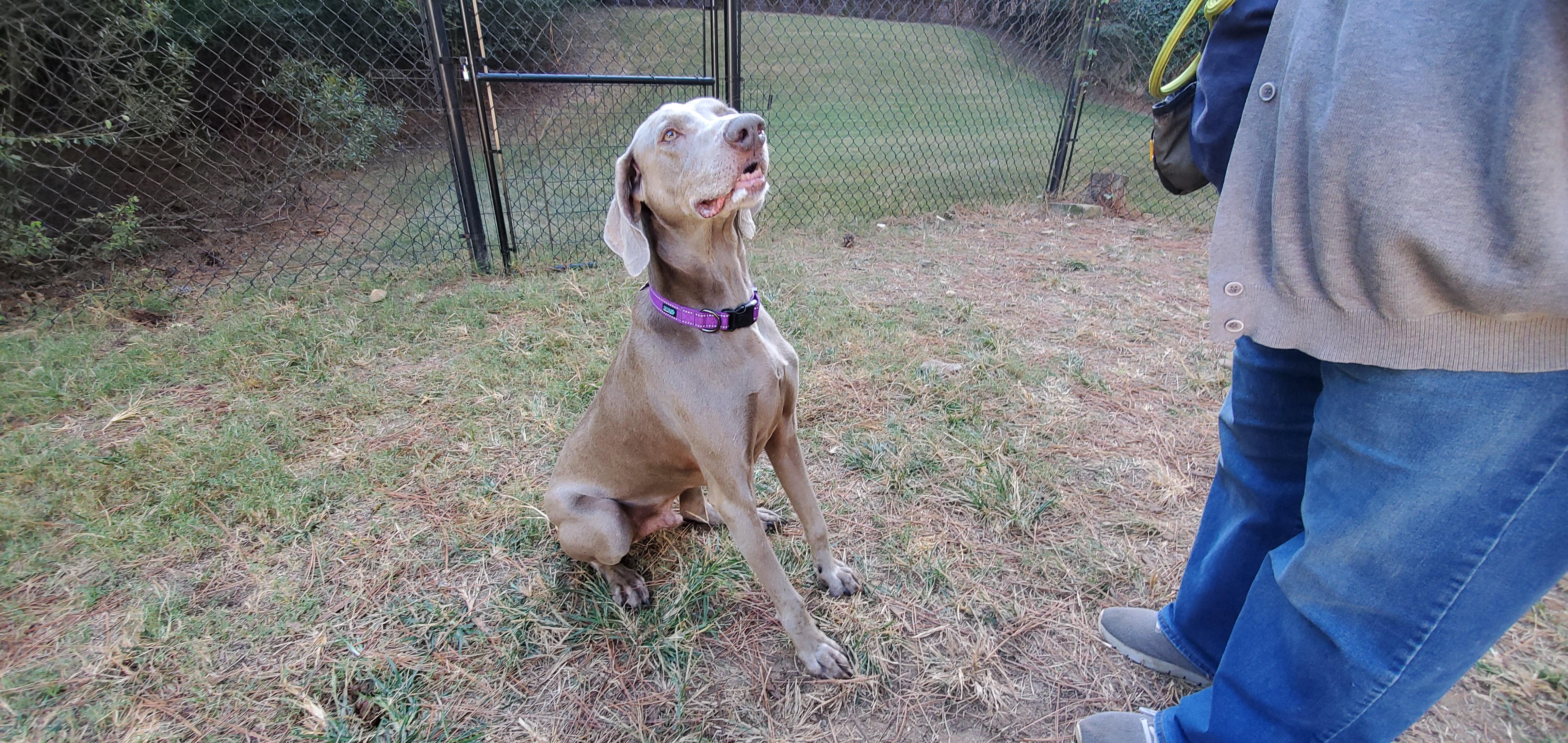 Enlarge Grey, a Adoptable Weimaraner in Birmingham, AL image 2/2