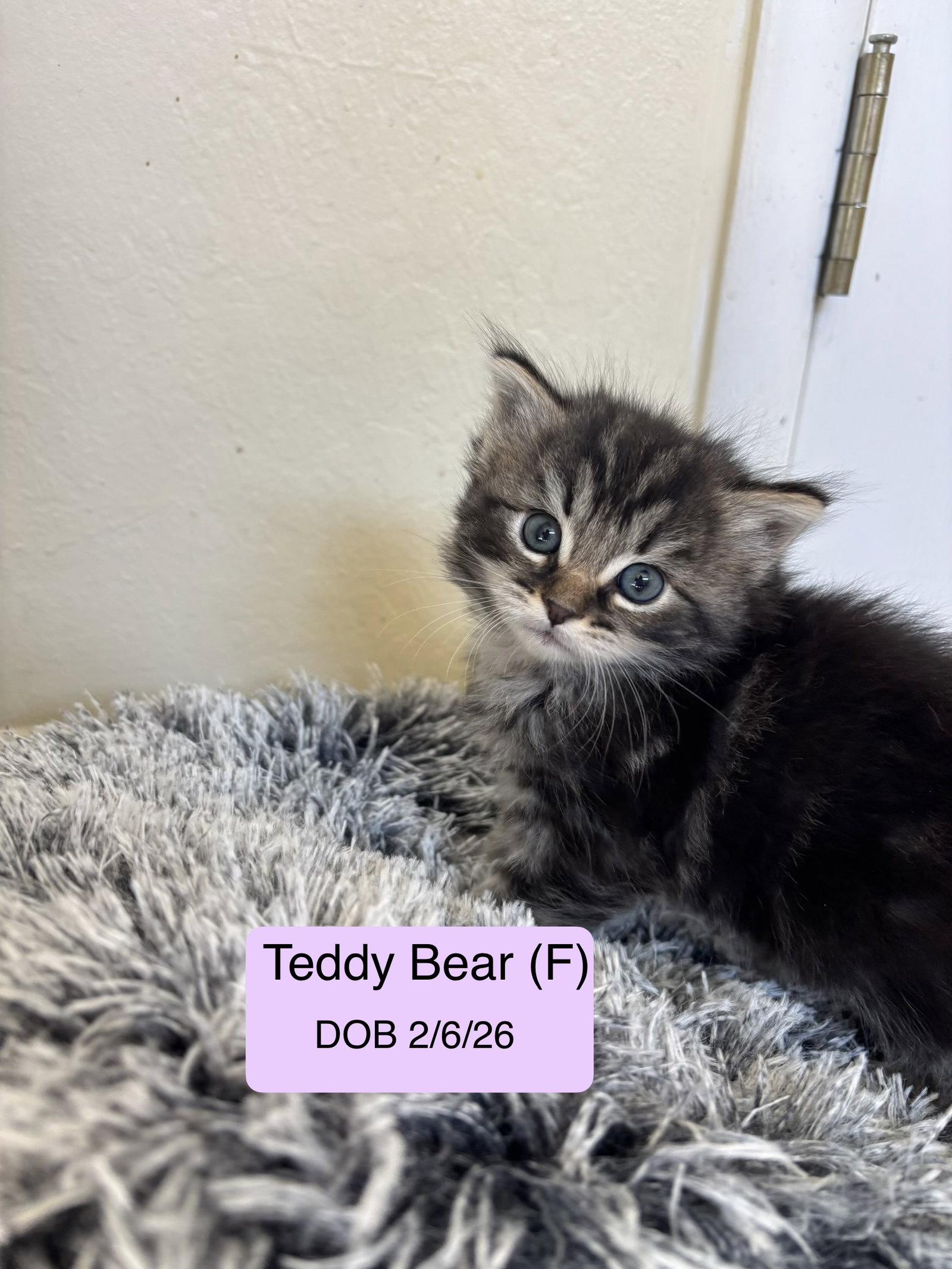 Teddy Bear bonded with Fluffy Bear, Adopted, Kitten Female Tabby & Domestic Medium Hair.