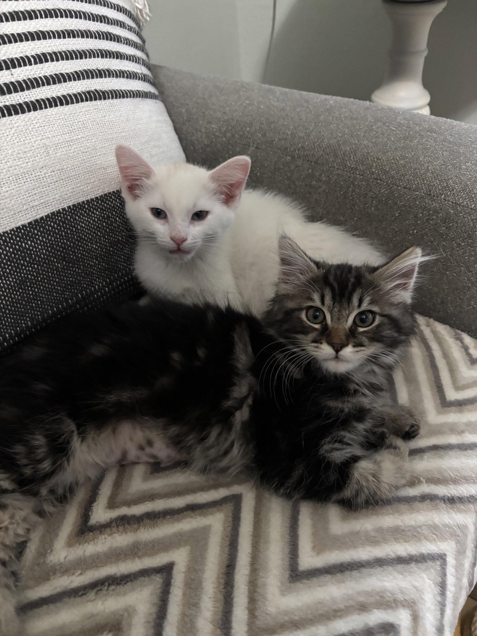 Enlarge Teddy Bear bonded with Fluffy Bear, a Adopted mixed breed in Vacaville, CA image 2/2