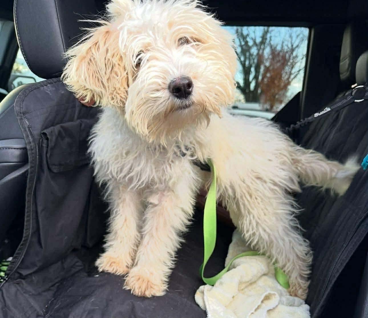 Petey, Adoptable, Puppy Male Maltese.