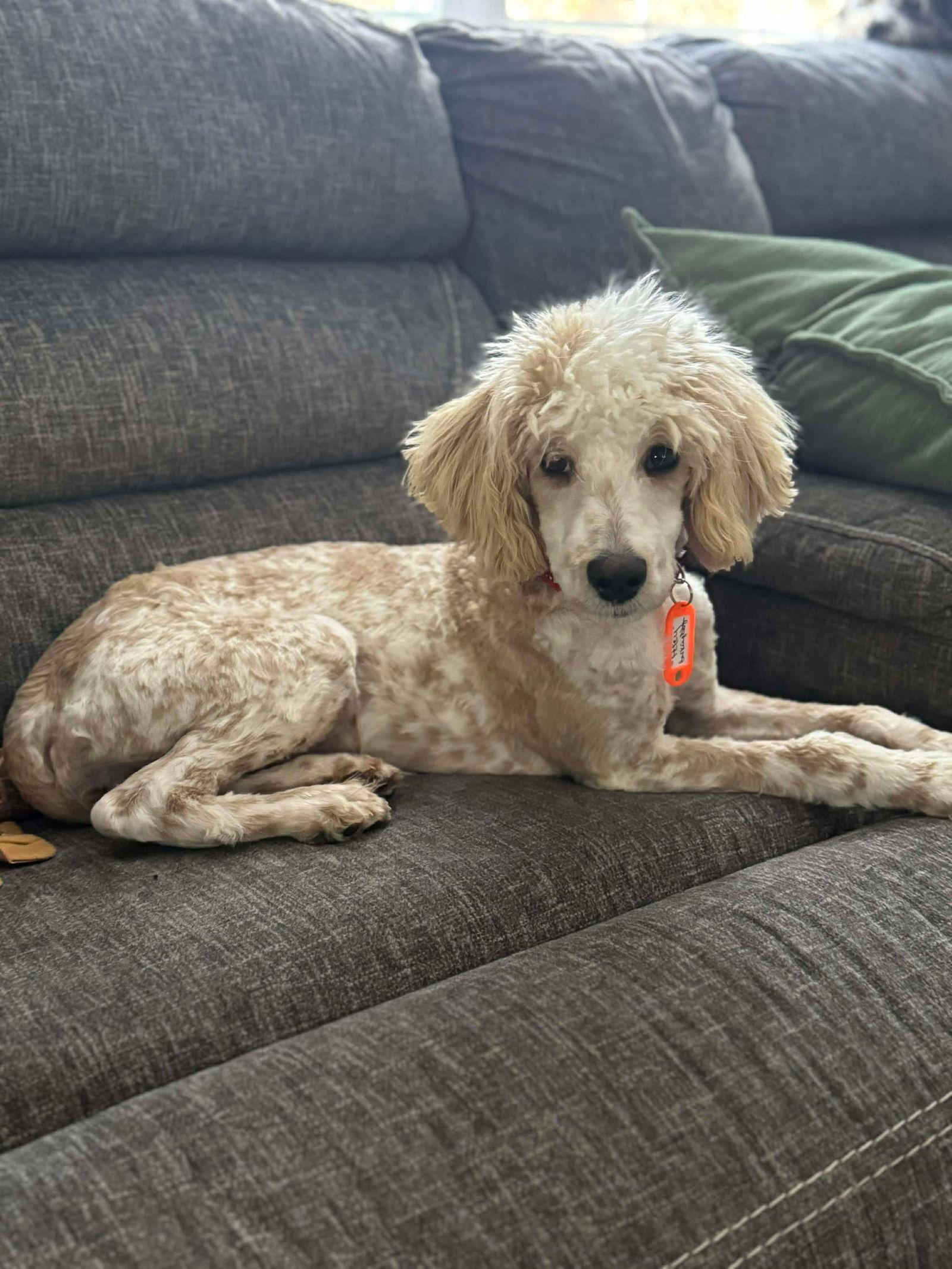 Petey, a Adoptable Maltese in Croydon, NH image 2/3