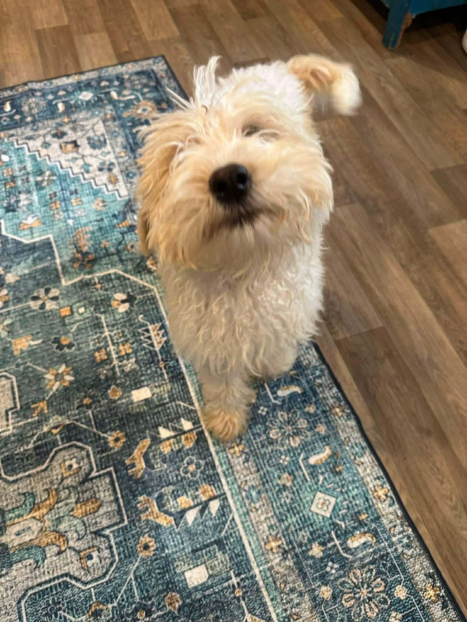 Petey, a Adoptable Maltese in Croydon, NH image 3/3