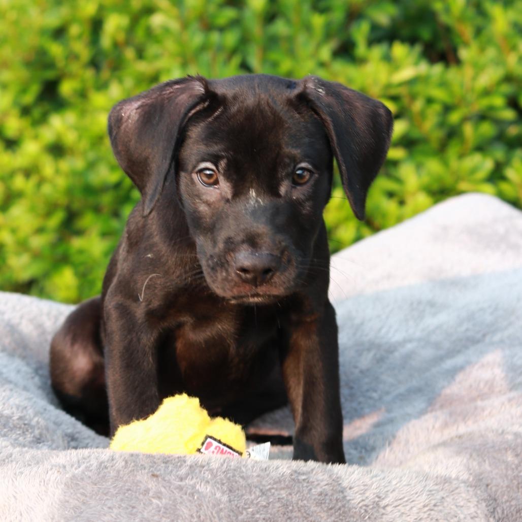 CT Roux, Adoptable, Puppy Male Labrador Retriever & Mixed Breed.