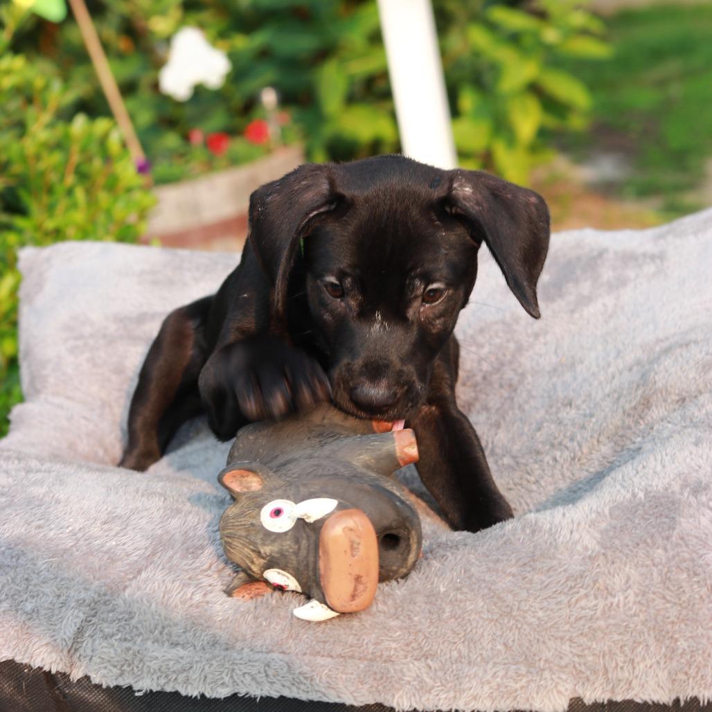 Enlarge CT Roux, a Adoptable mixed breed in Eastford, CT image 2/6