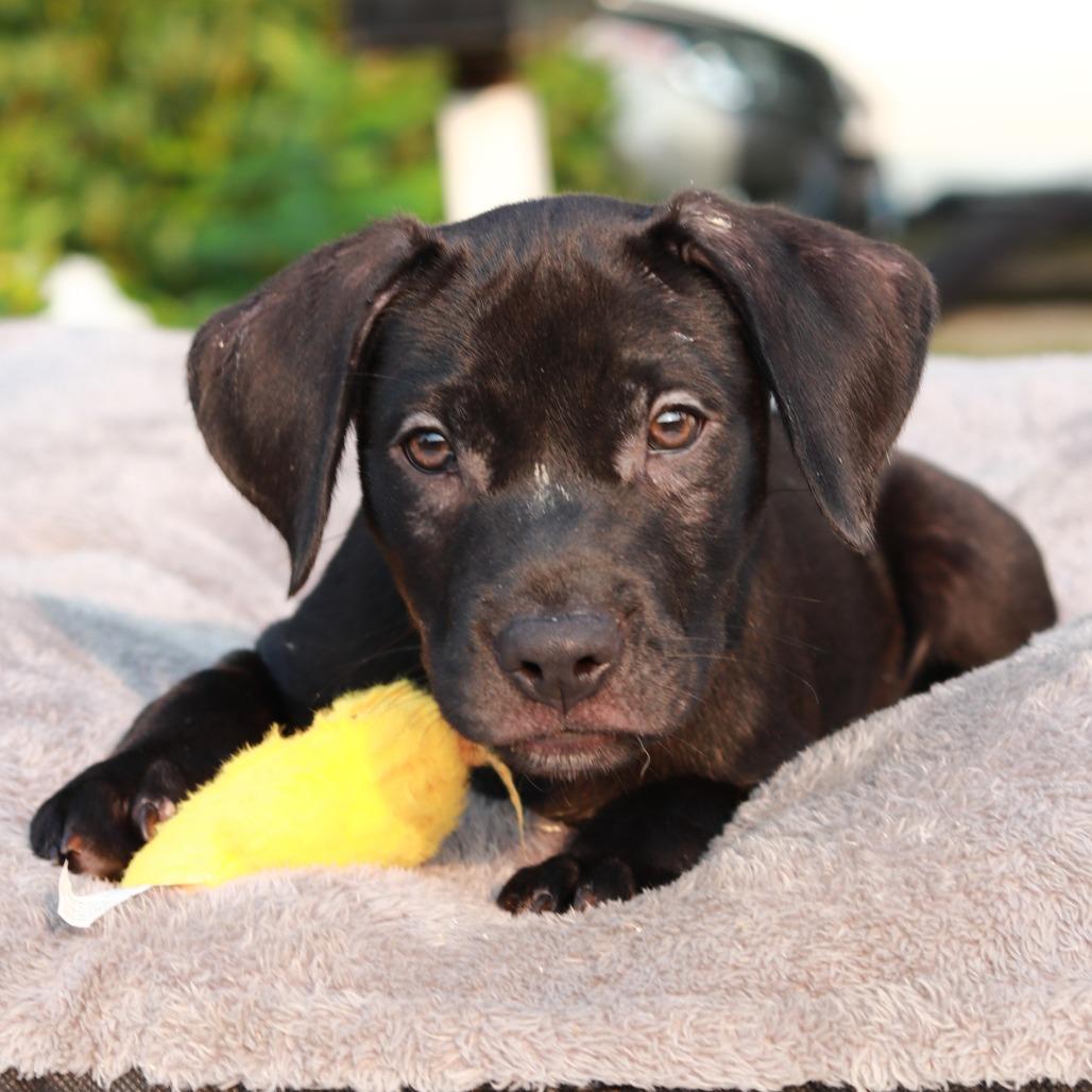 Enlarge CT Roux, a Adoptable mixed breed in Eastford, CT image 4/6