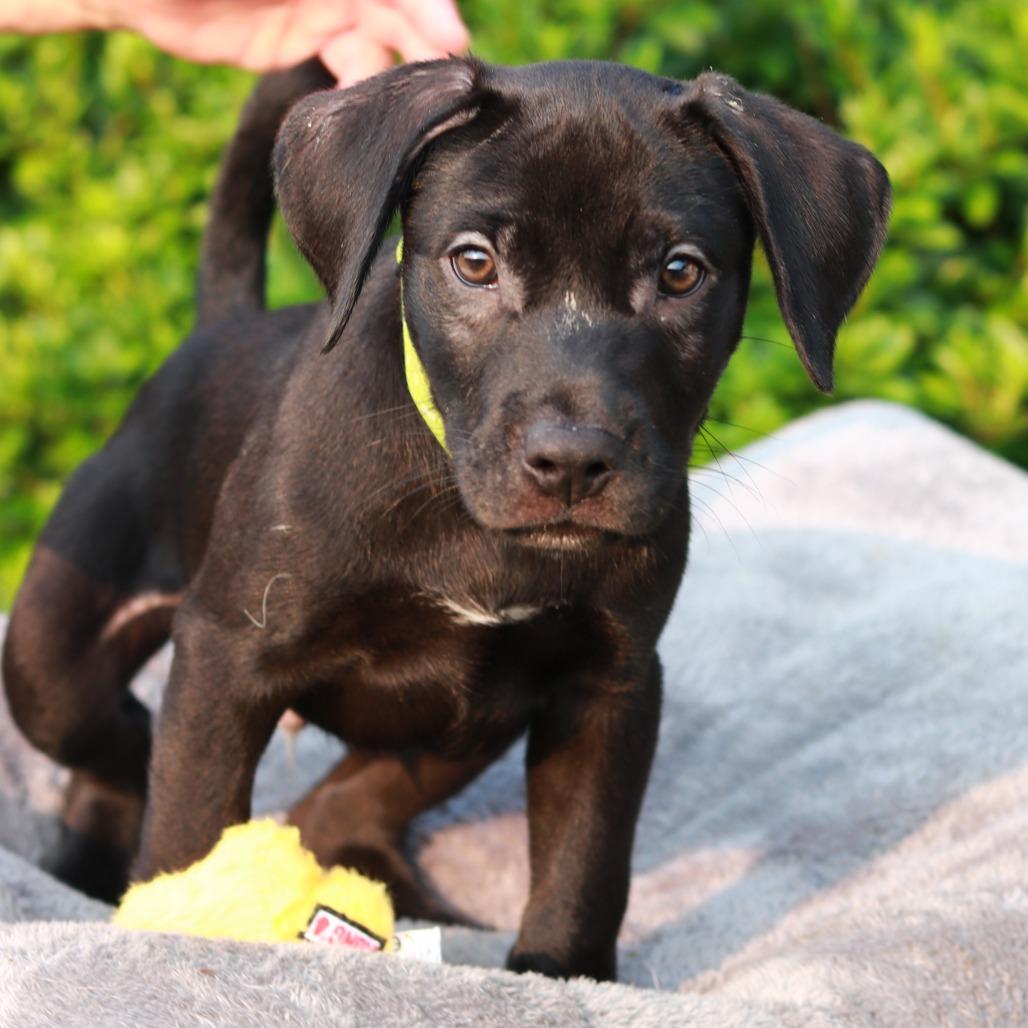 Enlarge CT Roux, a Adoptable mixed breed in Eastford, CT image 5/6