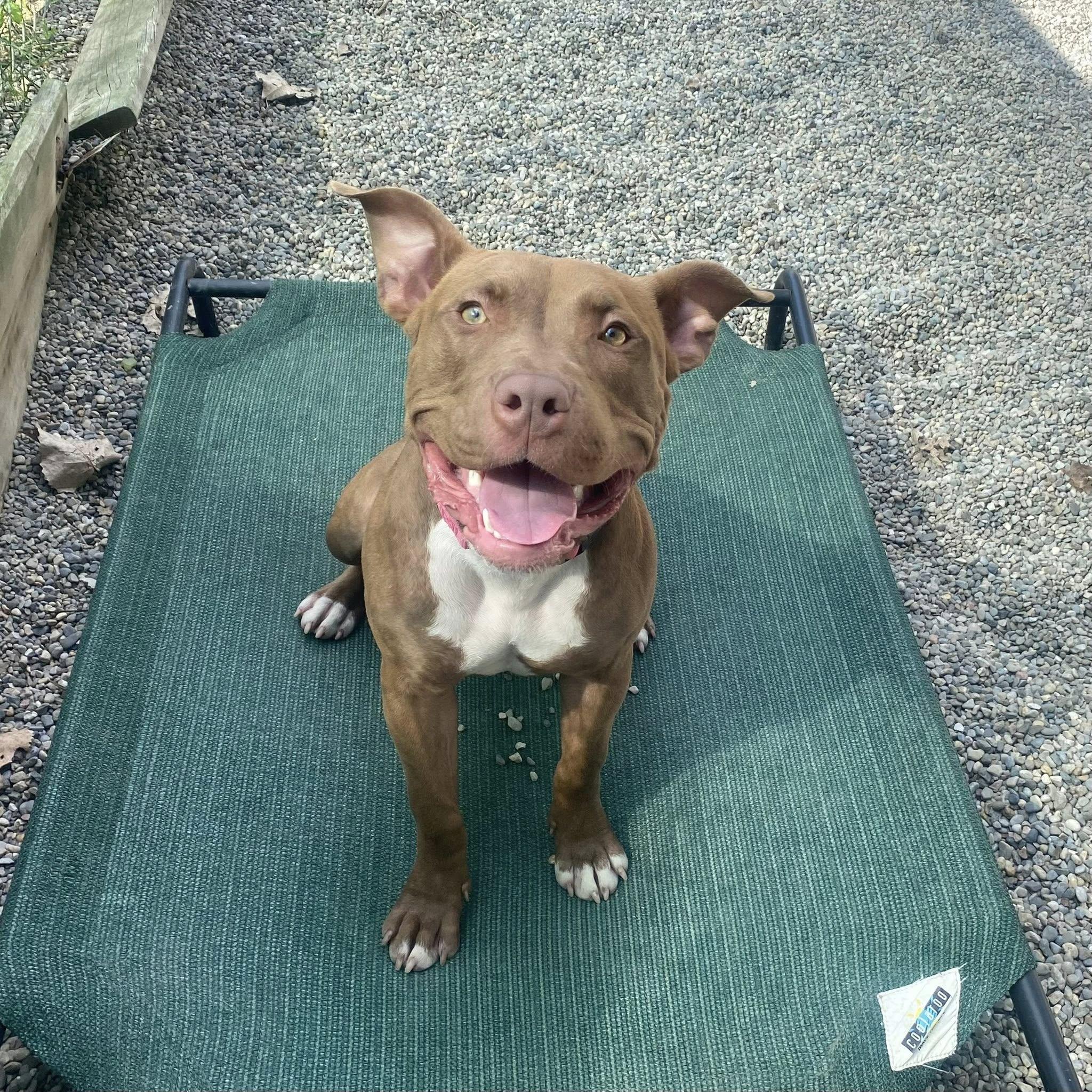 Marjorie, Adoptable, Young Female Mixed Breed.