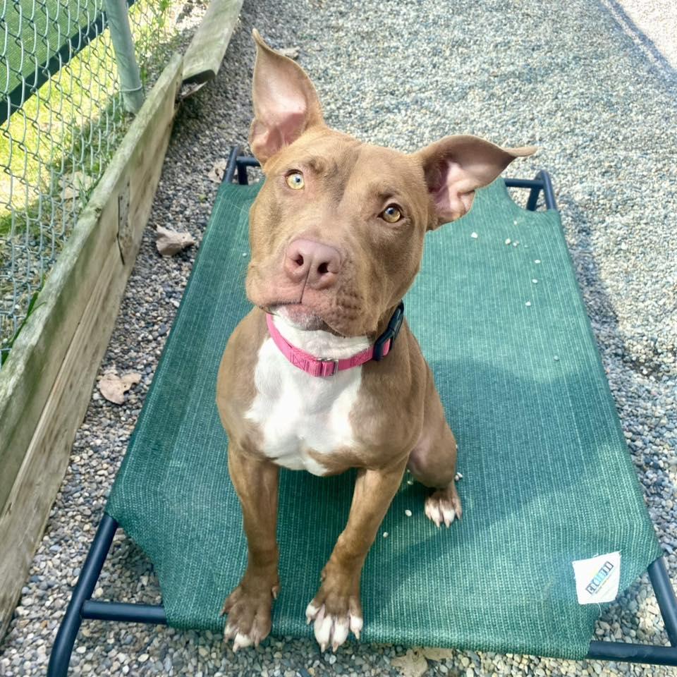 Enlarge Marjorie, a Adoptable Mixed Breed in Adrian, MI image 2/6