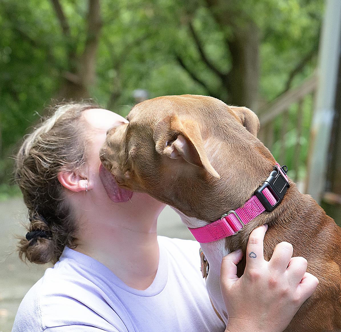 Enlarge Marjorie, a Adoptable Mixed Breed in Adrian, MI image 3/6